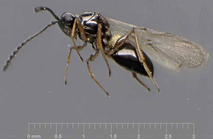 Kleidotoma picipes